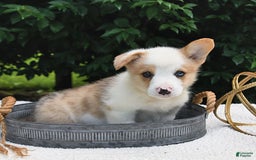 Welsh Corgi Pembroke dogs for sale: Thorne - Image 18