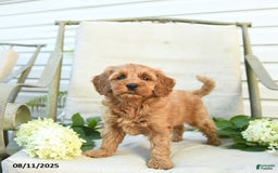Mini Goldendoodle dogs for sale: Jewel - Image 4