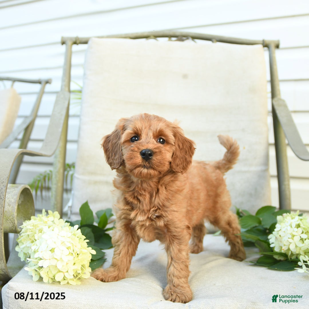 Mini Goldendoodle dogs for sale: Jewel - Image 4