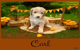 Bernedoodle dogs for sale: Carl - Image 3