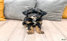 Yorkiepoo dogs for sale: Murphy - Image 5