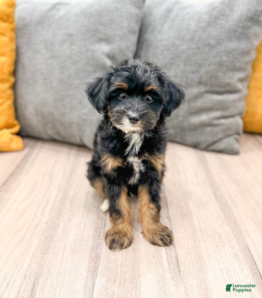 Yorkiepoo dogs for sale: Murphy - Image 5