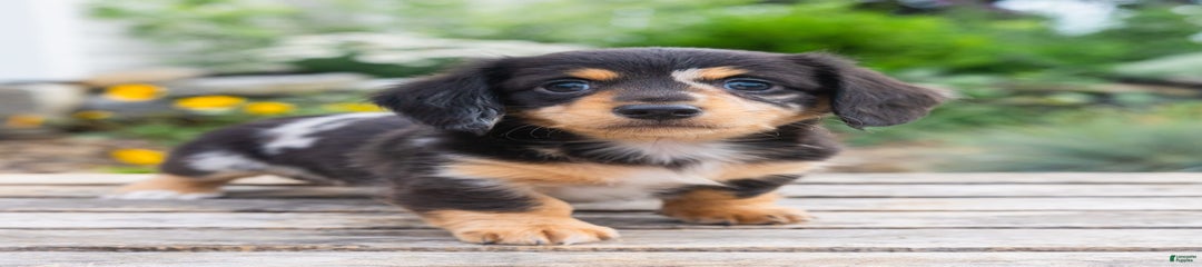 Torpedo