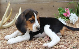 Beagle dogs for sale: Beagle 5 puppies - Image 2
