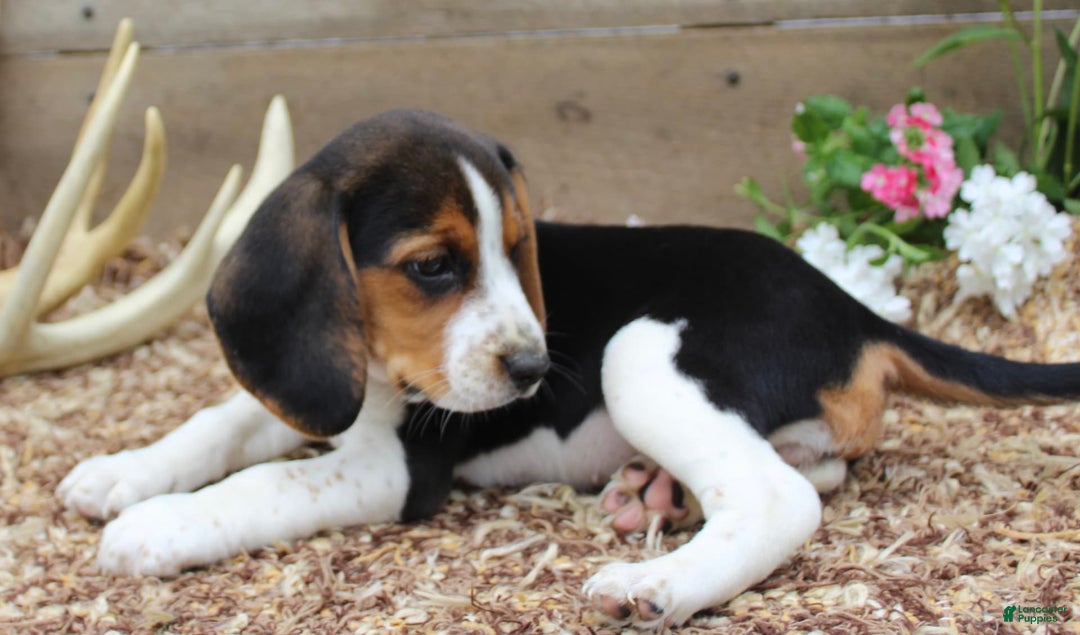 Beagle dogs for sale: Beagle 5 puppies - Image 2