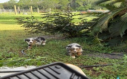 Miniature Australian Shepherd dogs for sale: F-purple - Image 9
