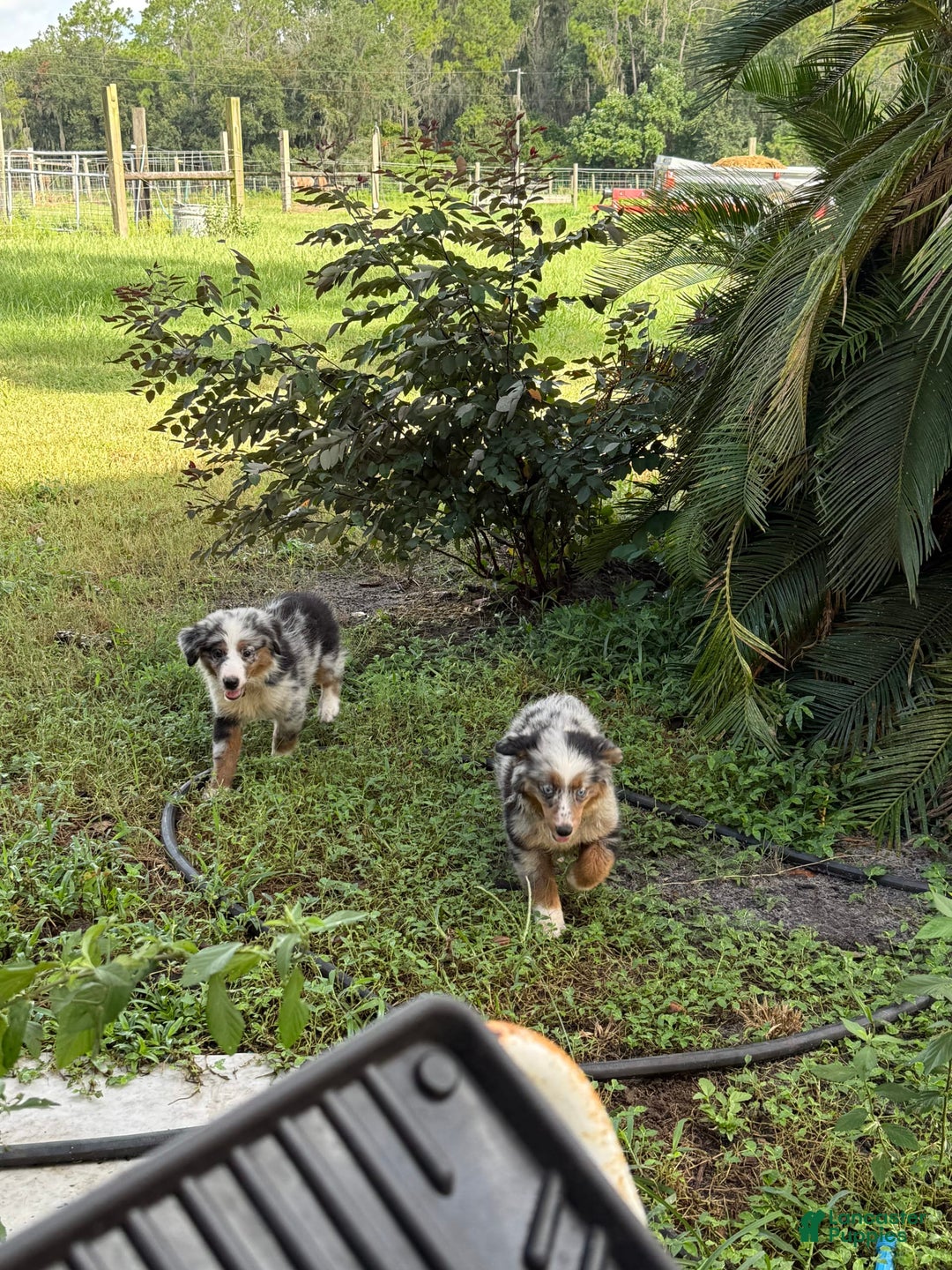 Miniature Australian Shepherd dogs for sale: F-purple - Image 9