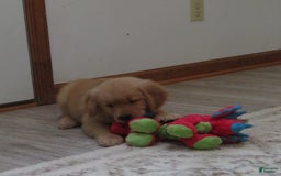 Golden Retriever dogs for sale: Twinkie - Image 6
