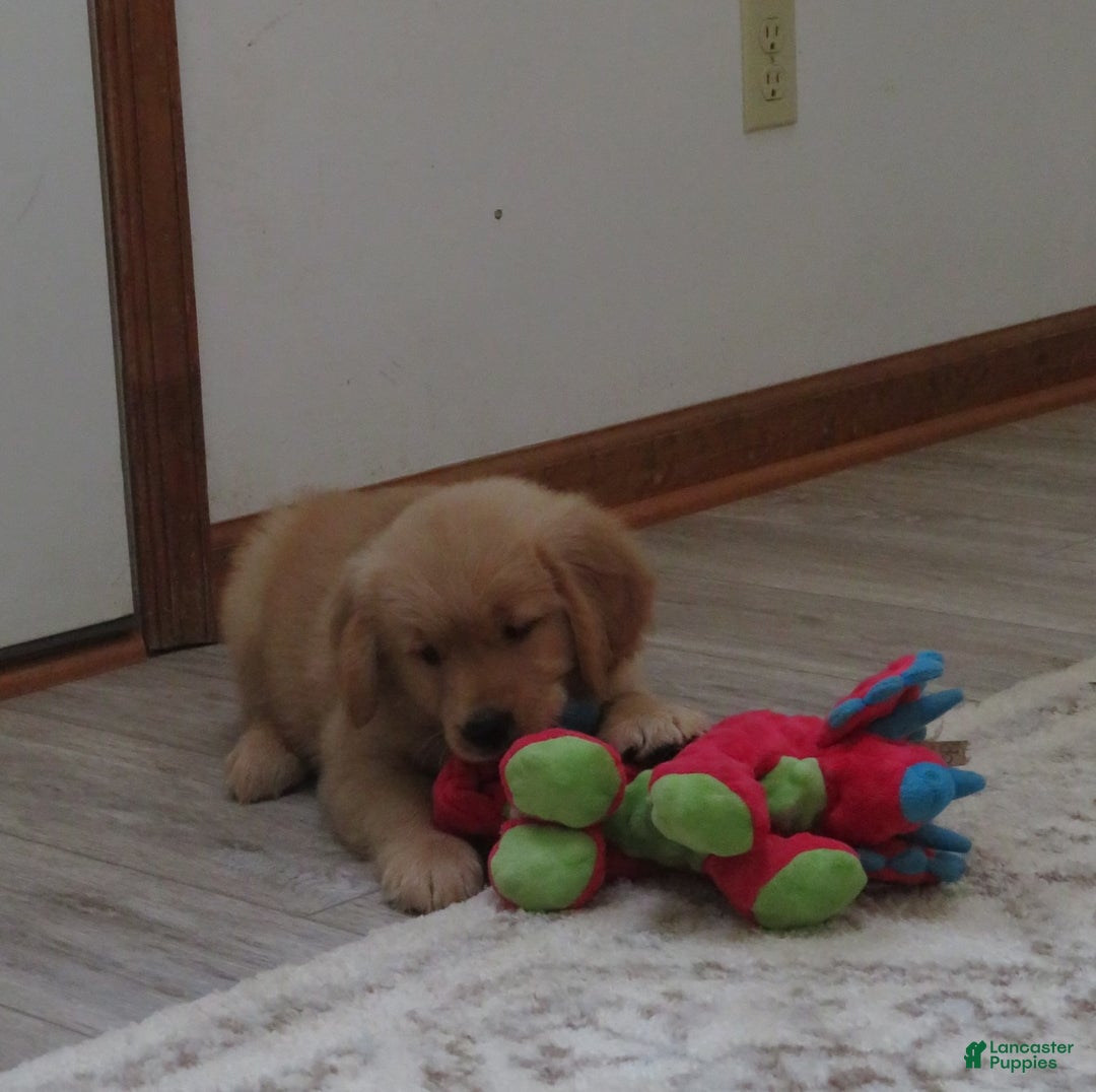 Golden Retriever dogs for sale: Twinkie - Image 6