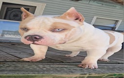 American Bully dogs for stud: T-REX - Image 5