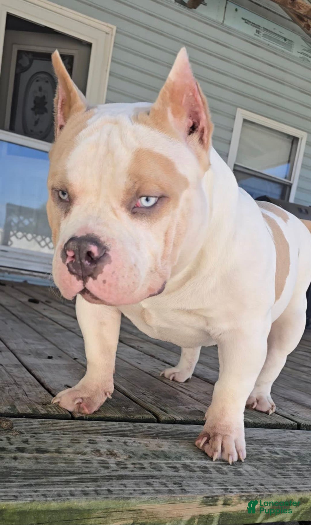 American Bully dogs for stud: T-REX - Image 5