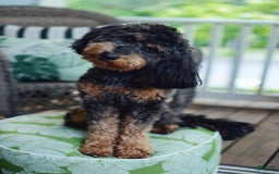Mini Goldendoodle dogs for sale: Santana - Image 3