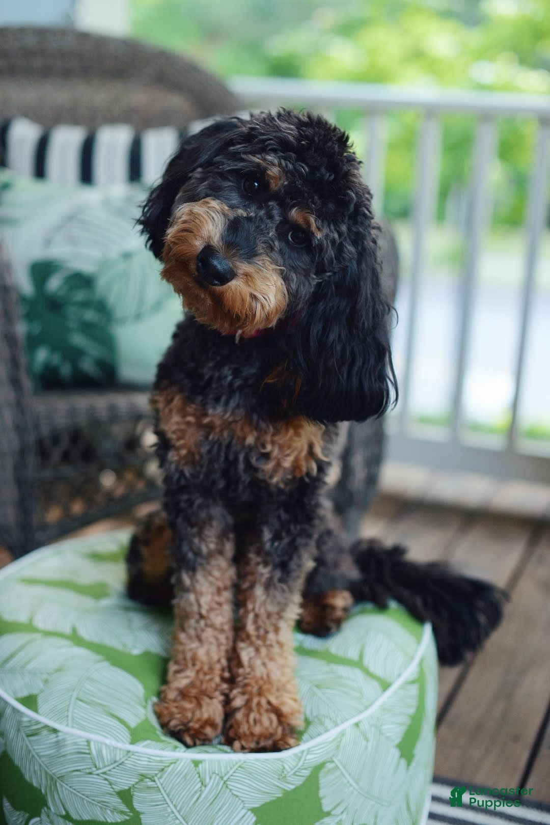 Mini Goldendoodle dogs for sale: Santana - Image 3