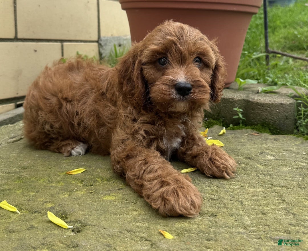 Cavapoo dogs for sale: Ottis - Image 4