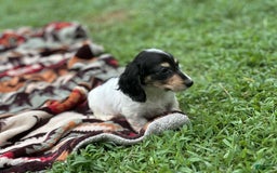 Miniature Dachshund dogs for sale: Blitz - Image 2
