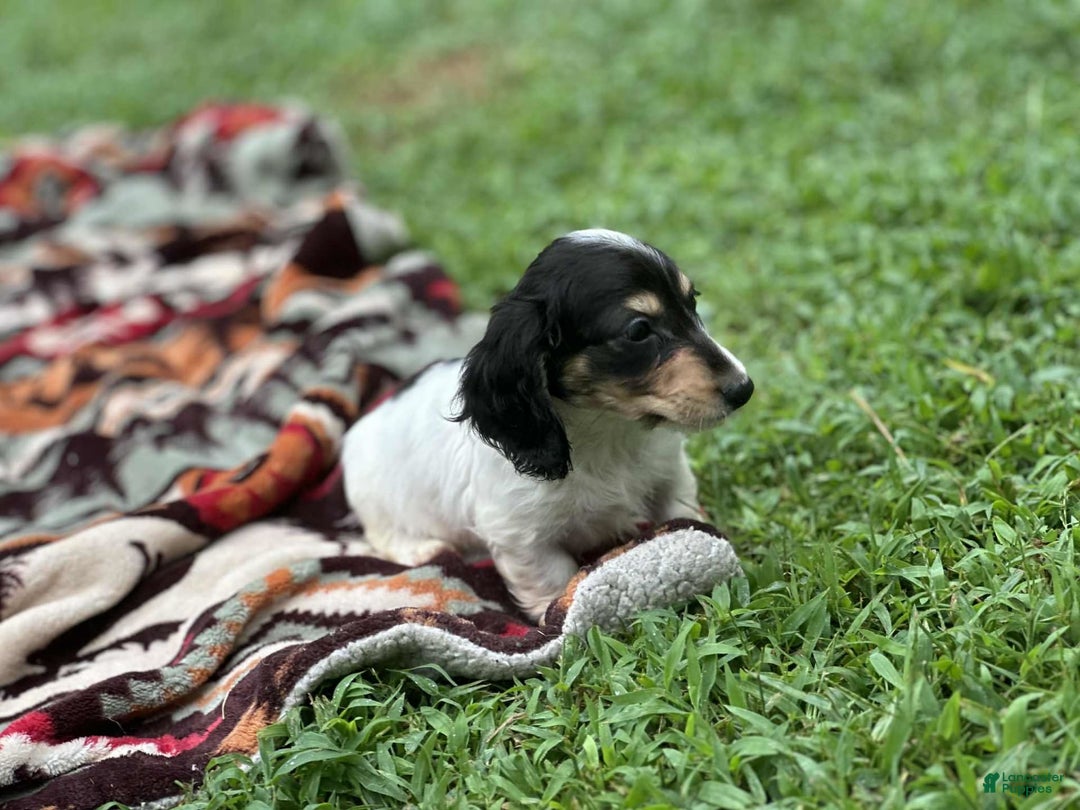 Miniature Dachshund dogs for sale: Blitz - Image 2