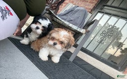 Shih Tzu dogs for sale: Brownie - Image 3