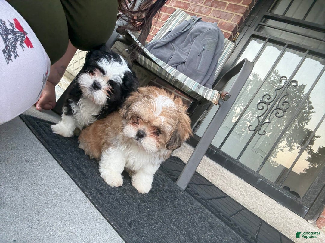 Shih Tzu dogs for sale: Brownie - Image 3