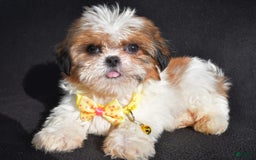 Shih Tzu dogs for sale: Thomas - Image 5