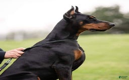 Doberman Pinscher dogs for sale: Mr. Black - Image 4
