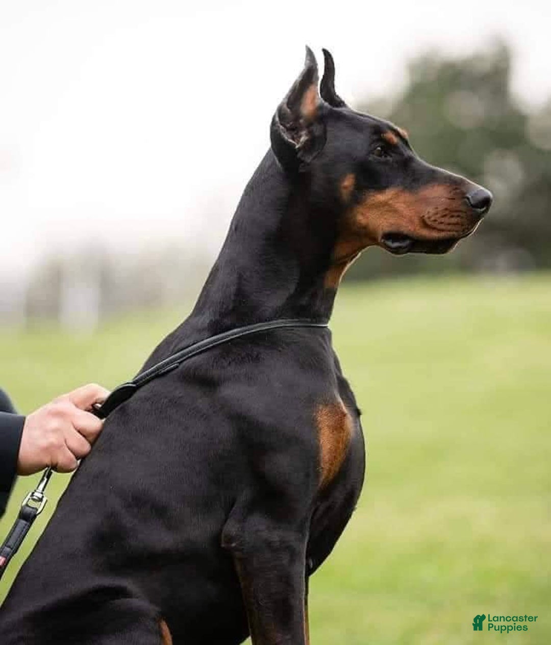 Doberman Pinscher dogs for sale: Mr. Black - Image 4