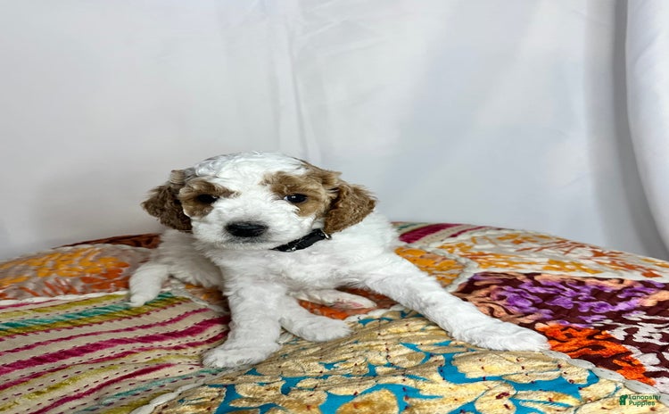 Standard Poodle dogs for sale - Ad 3