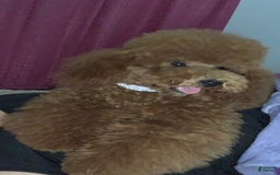 Toy Poodle dogs for sale: Rose - Image 3