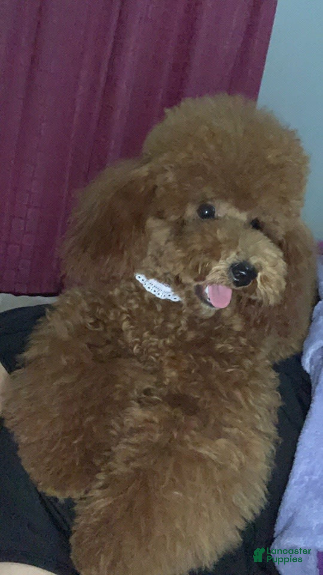 Toy Poodle dogs for sale: Rose - Image 3