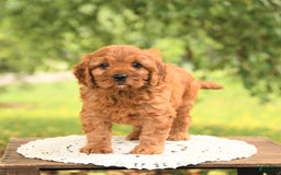 Cavapoo dogs for sale: Biscuit - Image 1