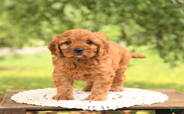 Cavapoo dogs for sale - Ad 3