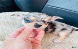 Chihuahua dogs for sale: Merley - Image 3