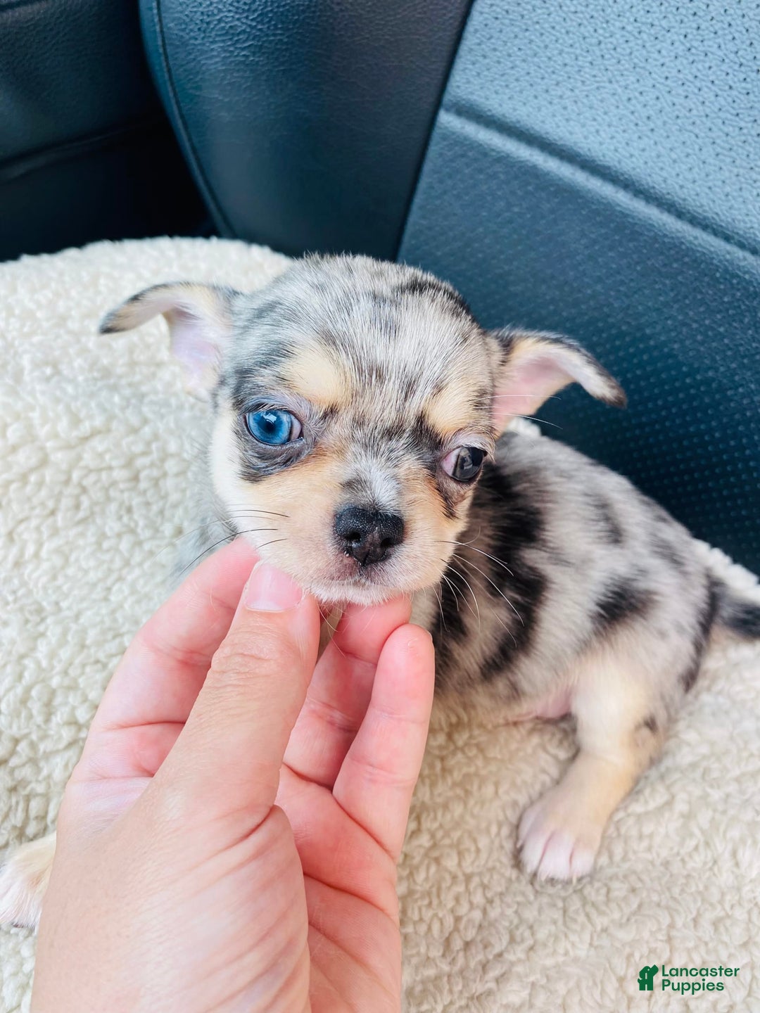 Chihuahua dogs for sale: Merley - Image 3