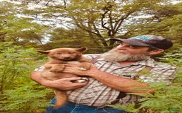 Gerberian Shepsky dogs for sale: Rocky - Image 1
