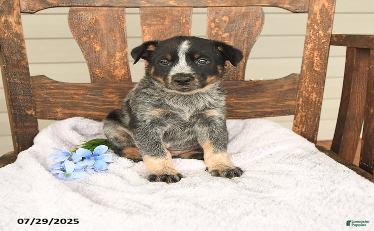 Australian Cattle Dog dogs for sale - Ad 3