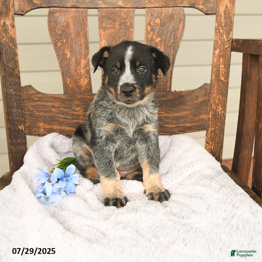 Australian Cattle Dog dogs for sale: Mike - Image 1