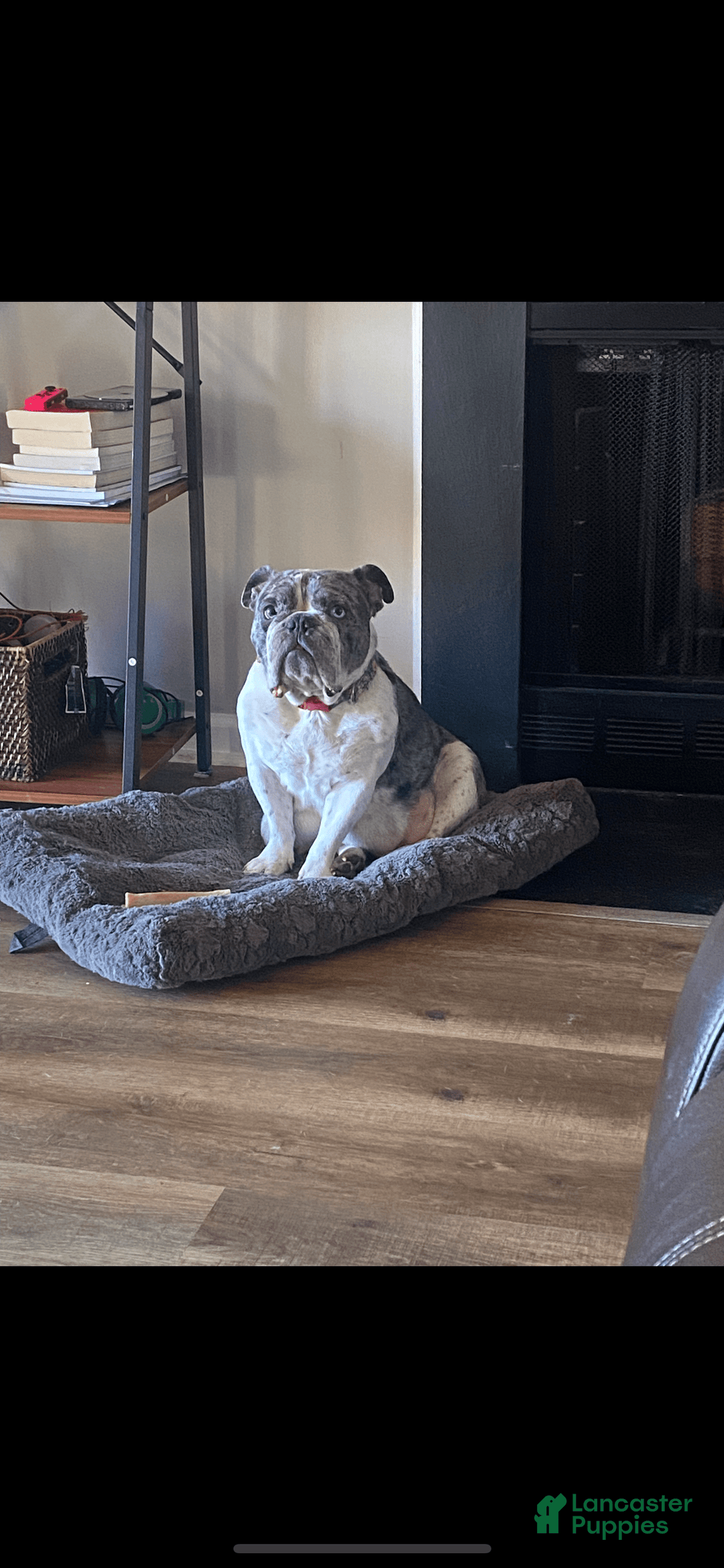 American Bully dogs for sale: Exotic Bullies - Image 6