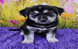 Goberian dogs for sale: Indie - Image 1