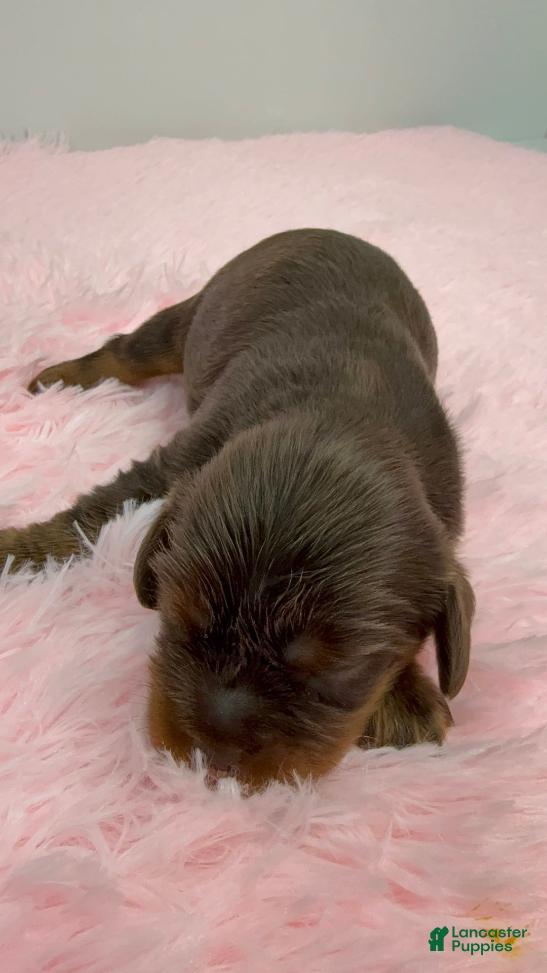 Cavalier King Charles Spaniel dogs for sale: Ginger - Image 2