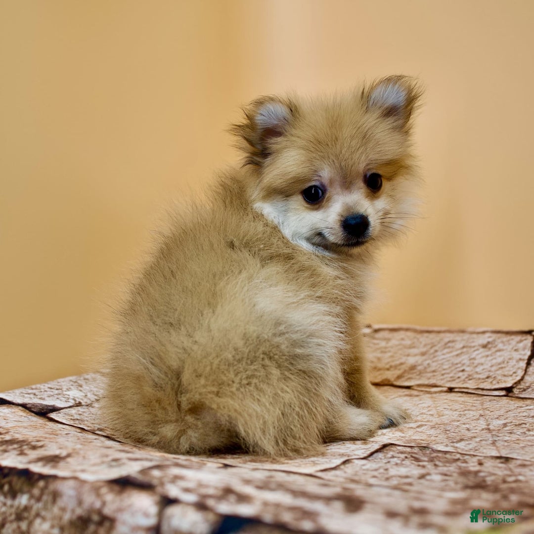 Pomeranian dogs for sale: Desiree - Image 15