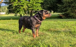Rottweiler dogs for sale: Miss Green - Image 6