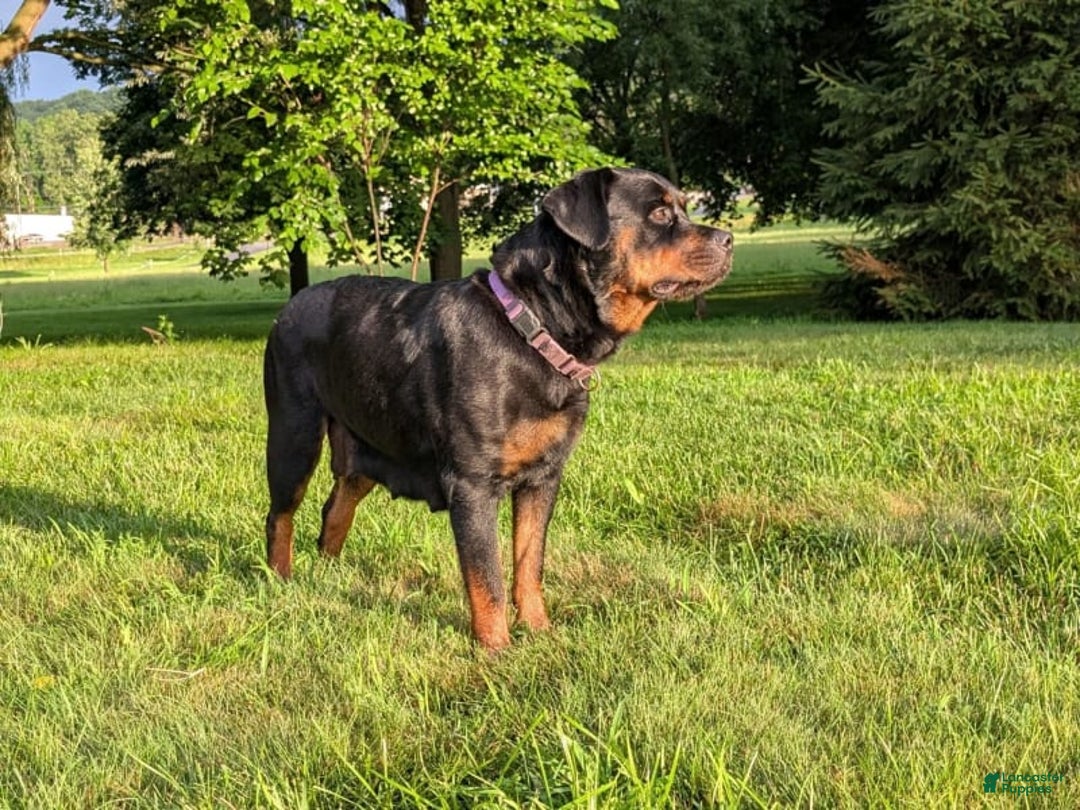 Rottweiler dogs for sale: Miss Green - Image 6