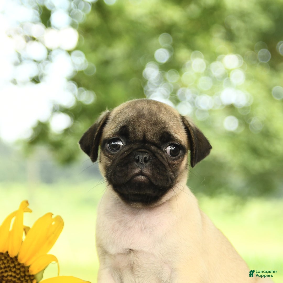 Pug dogs for sale: Royal - Image 4