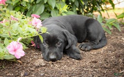 Labrador Retriever dogs for sale: Finlly - Image 2