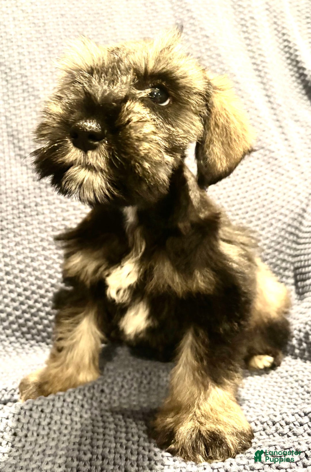 Miniature Schnauzer dogs for sale: Skyland - Image 4