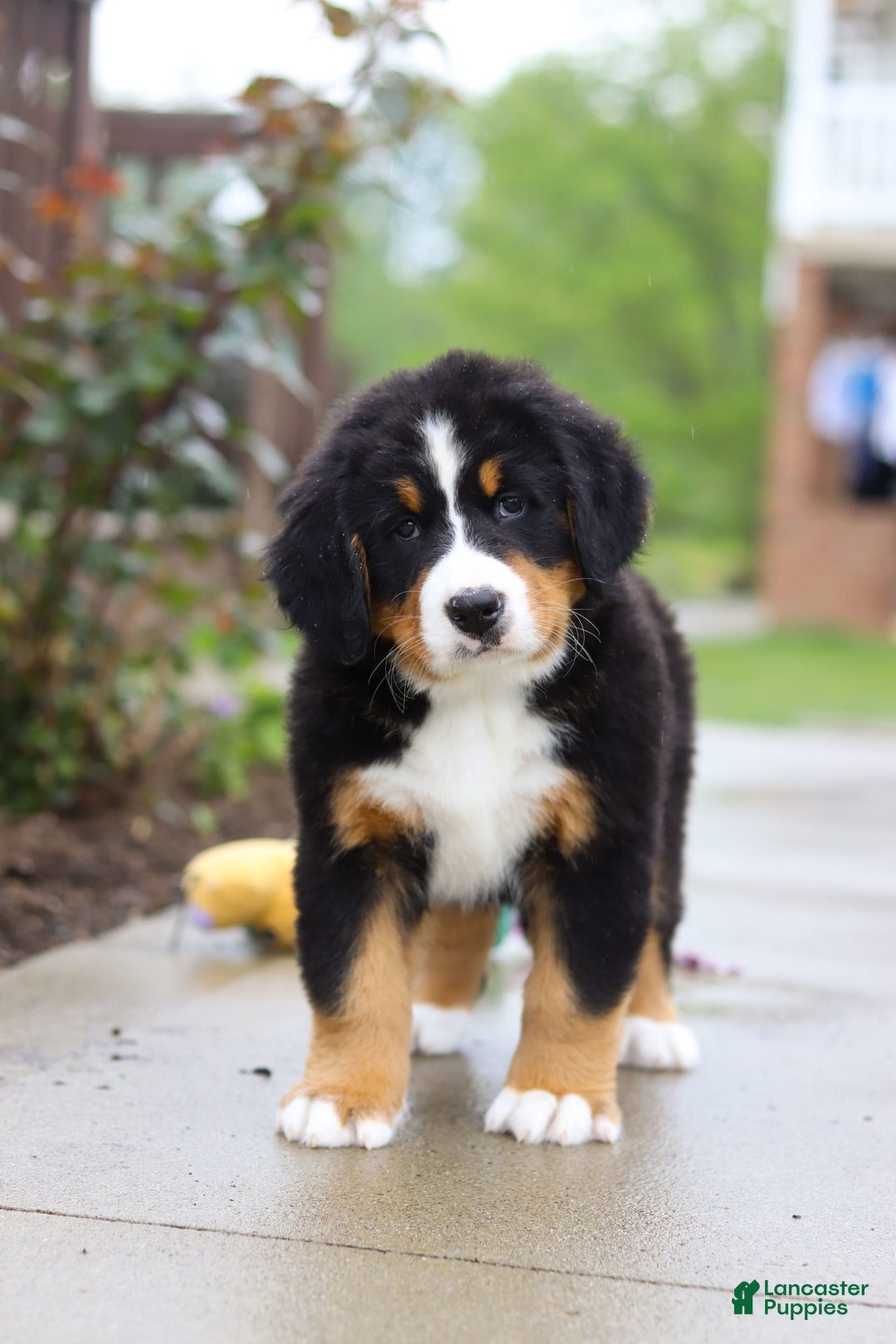 Bernese Mountain Dog dogs for sale: Katy - Image 12