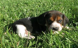 Beagle dogs for sale: Wanda - Image 1