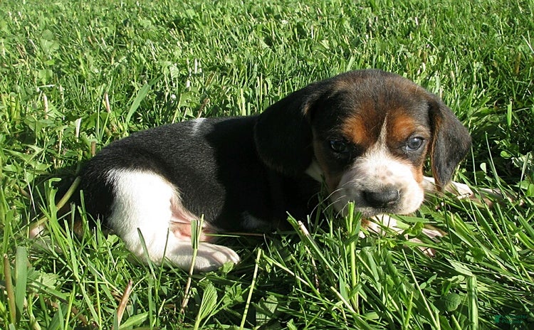 Beagle dogs for sale - Ad 2