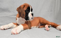 Boxer dogs for sale: Cindy - Image 4