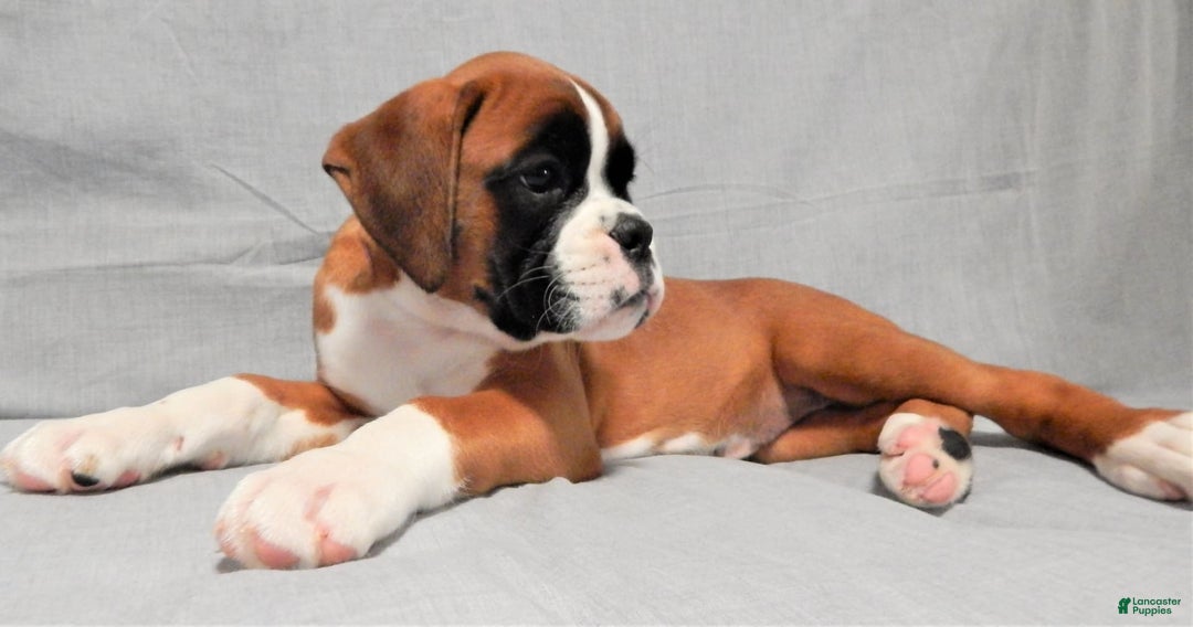 Boxer dogs for sale: Cindy - Image 4
