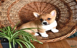 Welsh Corgi Pembroke dogs for sale: Lee - Image 1